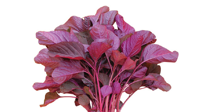 red spinach 01