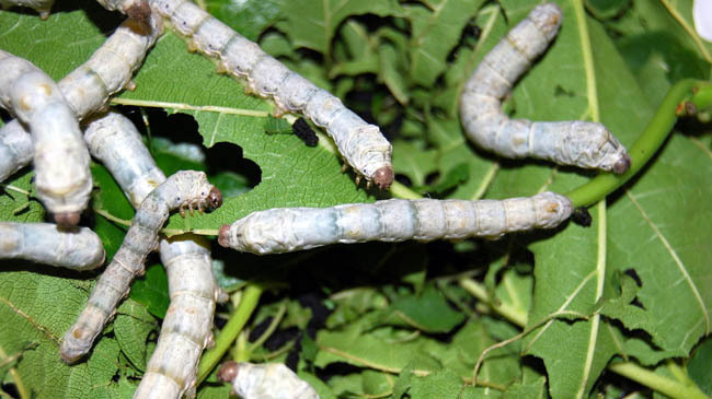 silkworm photo