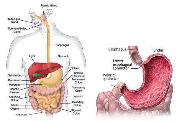 stomach ulcers causes symptoms