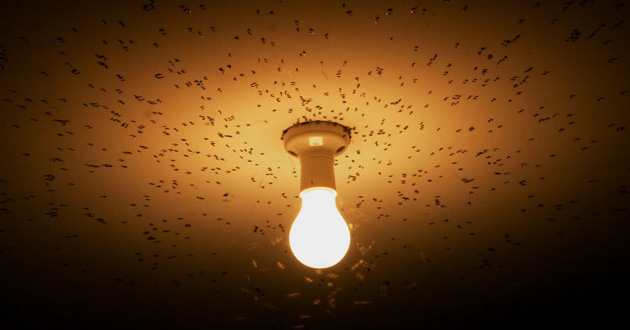 insects in light