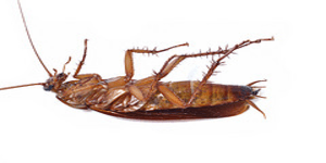 cockroach