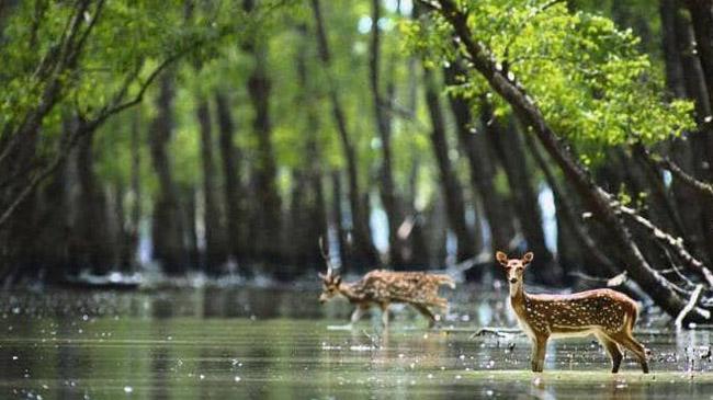 sundarban 3