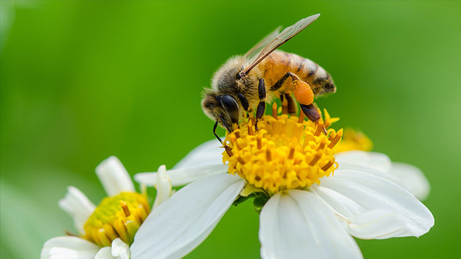 flower bee