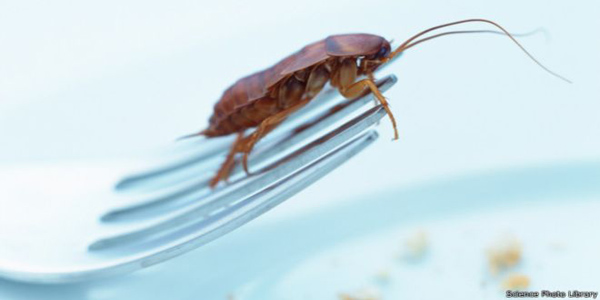 cockroach sciencephotolibrary