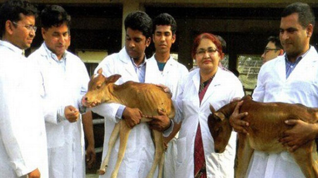 production of paired calves 1