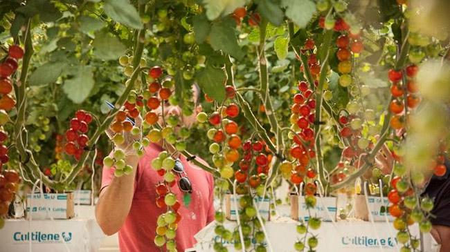 tomato cultivation