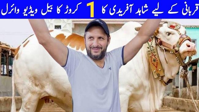 shahid afridi ex pakistani cricketer