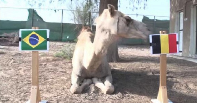 Camel says Belgium won