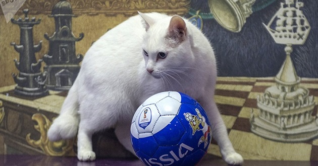 russia wordcup cat