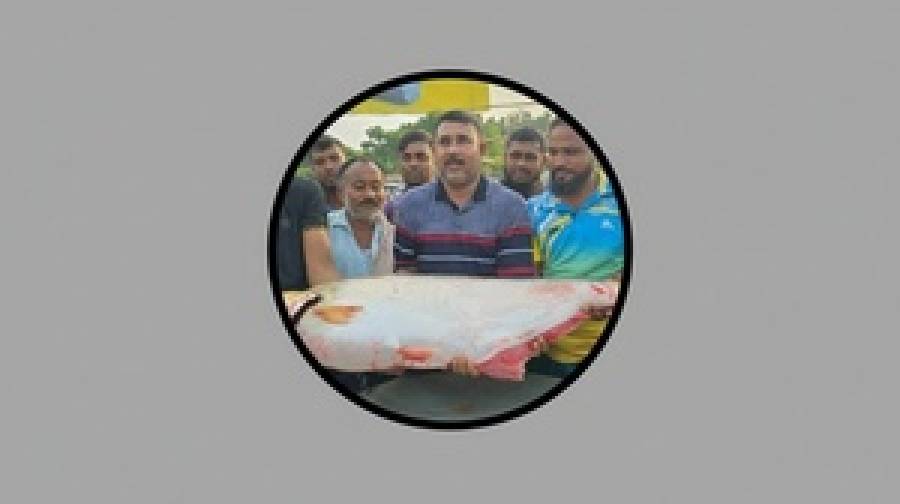 পদ্মায় সাড়ে ২২ কেজির ঢাই, বিক্রি লাখ টাকায়