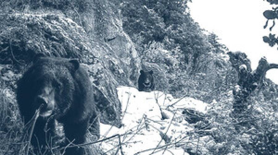 জাপানে ভাল্লুক দেখার নতুন রেকর্ড, সর্বোচ্চ সতর্কতা জারি