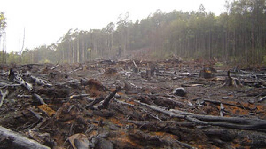 ইইউর ভোগে প্রতি মিনিটে উজাড় ১০০ গাছ!