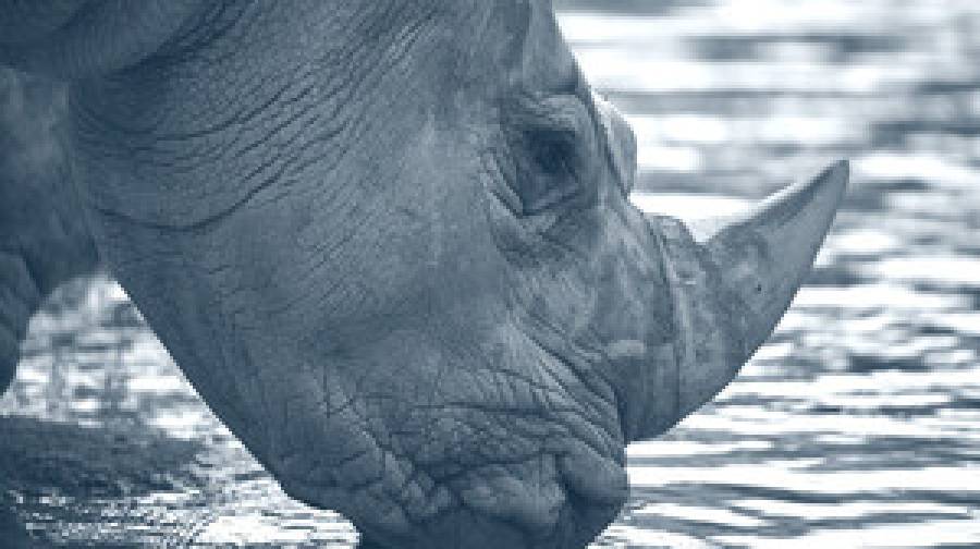 সিঙ্গাপুরে এ যাবৎকালের সবচেয়ে বড় গণ্ডারের শিংয়ের চালান জব্দ