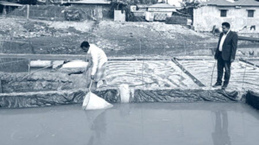 একই জমিতে আরতেমিয়া ও লবণ চাষের নতুন পদ্ধতি