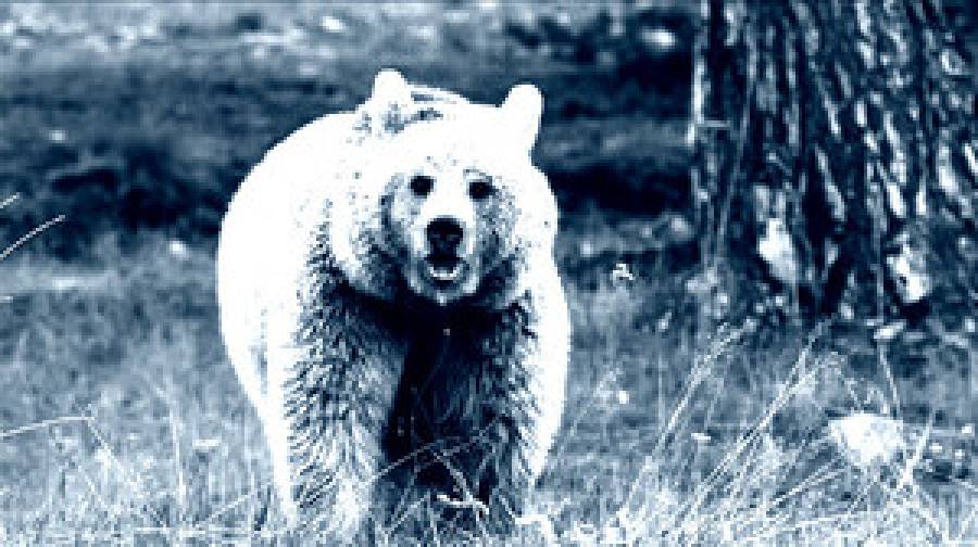 টোকিওতে শৌচাগারে ঢুকে ব্যক্তির ওপর ভালুকের হামলা