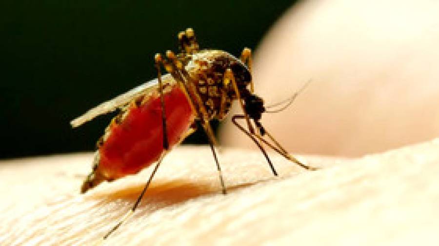 ডেঙ্গুতে ২৪ ঘণ্টায় আরও ২ জনের মৃত্যু, হাসপাতালে ভর্তি ৪৫৫