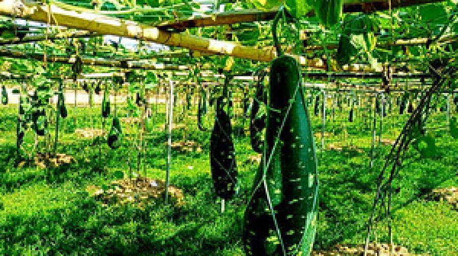 লাউ চাষে নতুন সম্ভাবনা: ৭০ দিনেই মিলবে ফলন, তীব্র গরমেও ফলবে