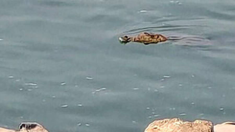 পদ্মায় ভেসে উঠল কুমির, সতর্ক থাকার নির্দেশ