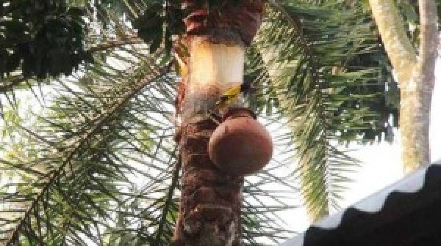 নওগাঁয় নিপাহ ভাইরাসে এক নারীর মৃত্যু, চলতি বছরে প্রথম