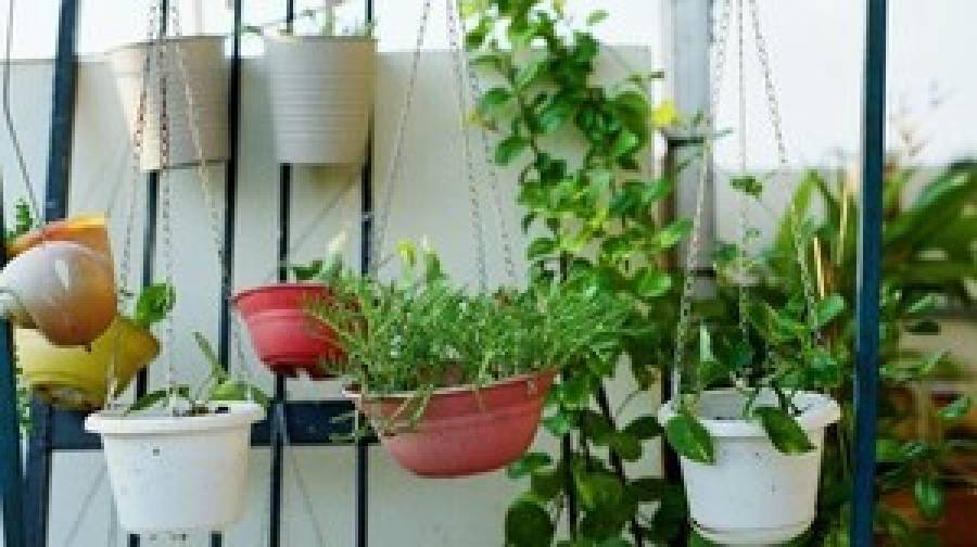 রুদ্রতাপেও হাসবে আপনার প্রিয় ছাদবাগান