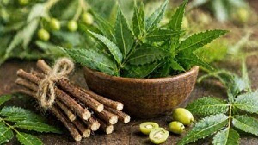 এক নিমকাঠিতেই মিলবে দাঁতের সব সমস্যার সমাধান!