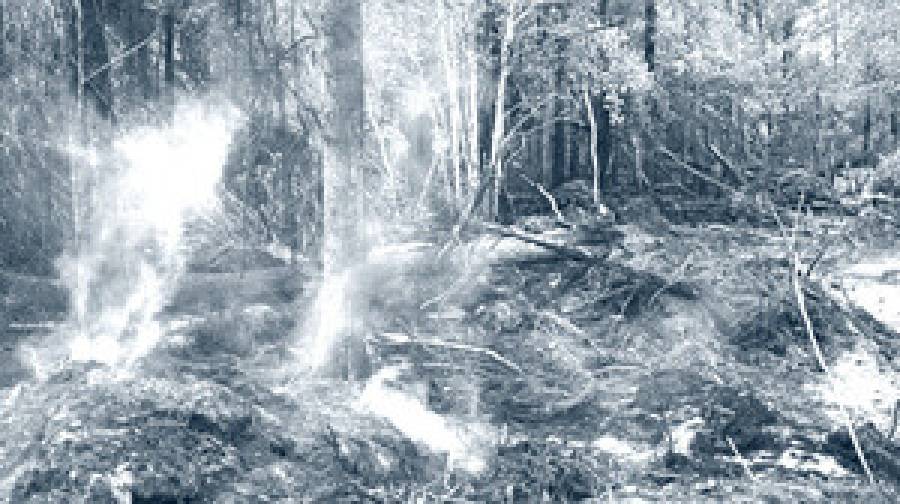 যুক্তরাষ্ট্রে দাবানলে পুড়ল ৫৫ হাজার একর এলাকা, ১২০টি বাড়ি ছাই