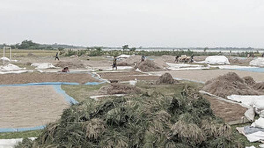 হাওর অঞ্চলে ধান-চাল সংগ্রহ শুরু আগামীকাল
