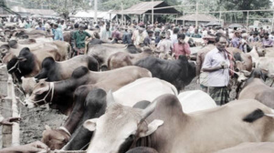 ঢাকায় বসছে ২৮ পশুর হাট, কঠোর অবস্থানে কর্তৃপক্ষ