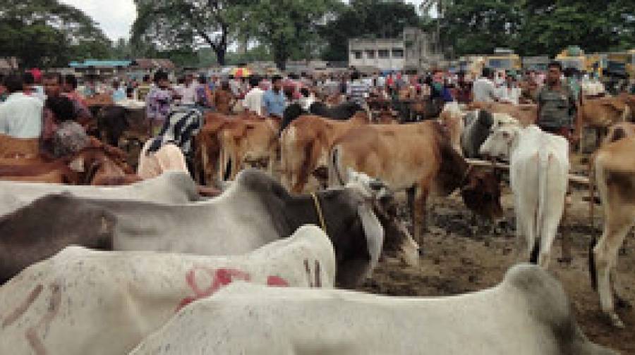 প্রতিমন্ত্রী: ভারতীয় গরুর দরকার নেই, দেশেই পর্যাপ্ত কোরবানির পশু রয়েছে