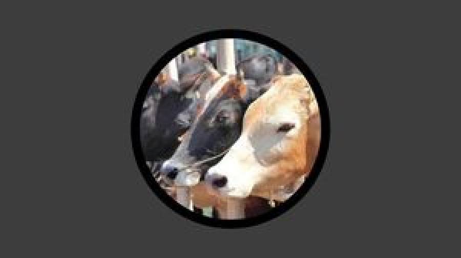 কোরবানির বাজারে বিপর্যয়, অবিক্রীত ২২ লাখ পশু নিয়ে বিপাকে খামারিরা