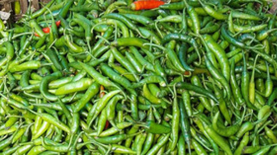কাঁচা মরিচের বাজারে আগুন, কেজি ছাড়াল ২০০ টাকা