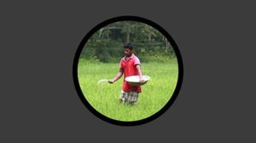 ‘পর্যাপ্ত’ মজুতের পরও যে কারণে সার সংকট