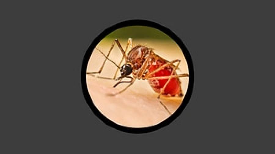 ডেঙ্গুতে আরও ৬ জনের মৃত্যু, হাসপাতালে রেকর্ড ২১৫৮ জন