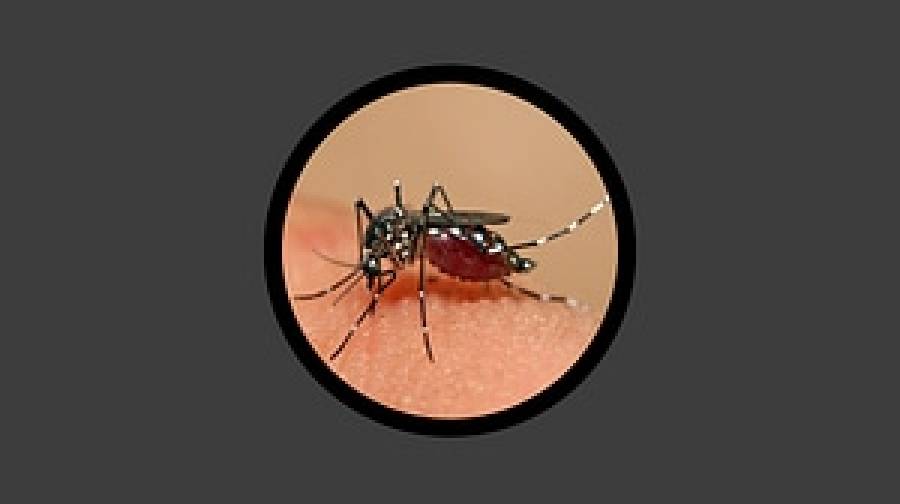 ডেঙ্গুতে আরও ৩ জনের মৃত্যু, হাসপাতালে ১২৬২