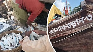 এক টানেই ১৭০ মণ ইলিশ!