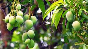 আমের মৌসুম শুরু, কোন জেলার কোন আম আসবে কবে