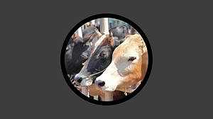 কোরবানির বাজারে বিপর্যয়, অবিক্রীত ২২ লাখ পশু নিয়ে বিপাকে খামারিরা