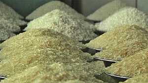 খাদ্যমন্ত্রী: ১৫ টাকায় চাল পাচ্ছে ৫৫ লাখ পরিবার