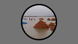 অতিবৃষ্টি ও ঢলে হাওরের ধান তলিয়ে যাওয়ার শঙ্কা, ভেঙেছে দুই বাঁধ