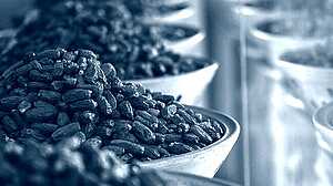 ফ্রান্সে ইসরায়েলি খেজুর বয়কটের ডাক