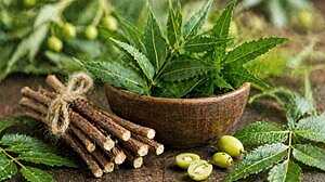 এক নিমকাঠিতেই মিলবে দাঁতের সব সমস্যার সমাধান!