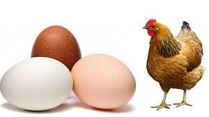 বাংলাদেশ থেকে মুরগি ও ডিম কিনবে না সৌদি আরব