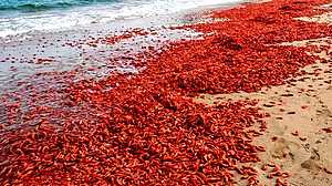 ওমানের সৈকতে ভেসে এলো লাল চিংড়ি, খেতে নিষেধ করল কর্তৃপক্ষ