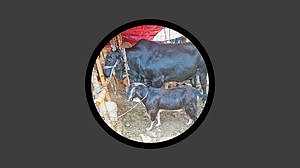 ২২ লাখ টাকার ‘কালা মানিক’ কিনলে ৫০ কেজির আস্ত খাসি ফ্রি