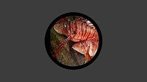 কুয়াকাটায় জালে ধরা পড়ল বিরল সিংহ মাছ