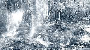 যুক্তরাষ্ট্রে দাবানলে পুড়ল ৫৫ হাজার একর এলাকা, ১২০টি বাড়ি ছাই