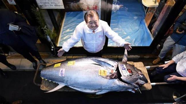 tuna fish japan