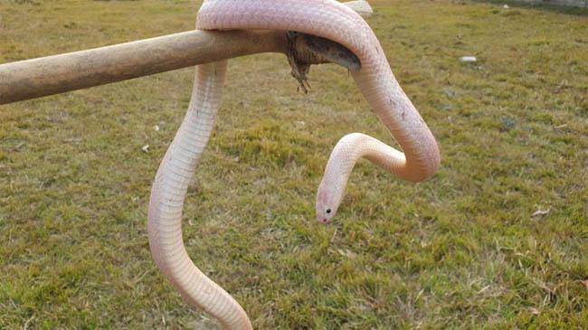 white snake pabna