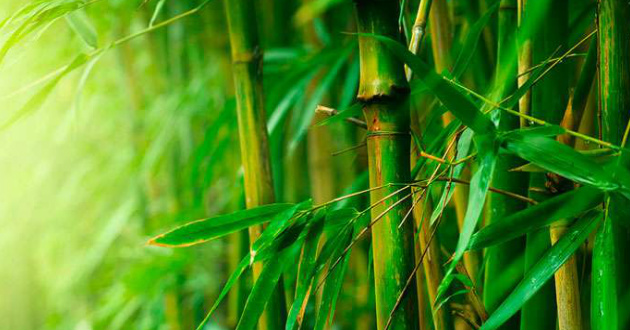 Bamboo
