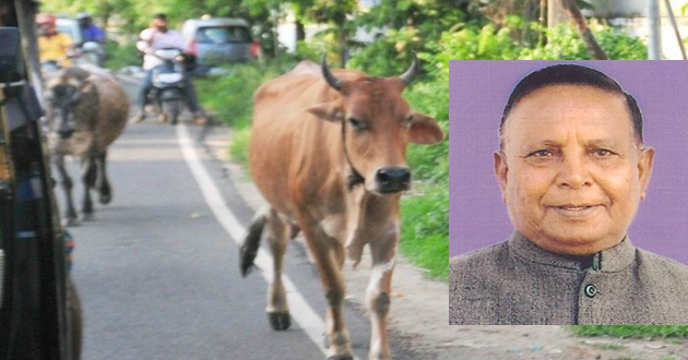 Cow attacks BJP MP